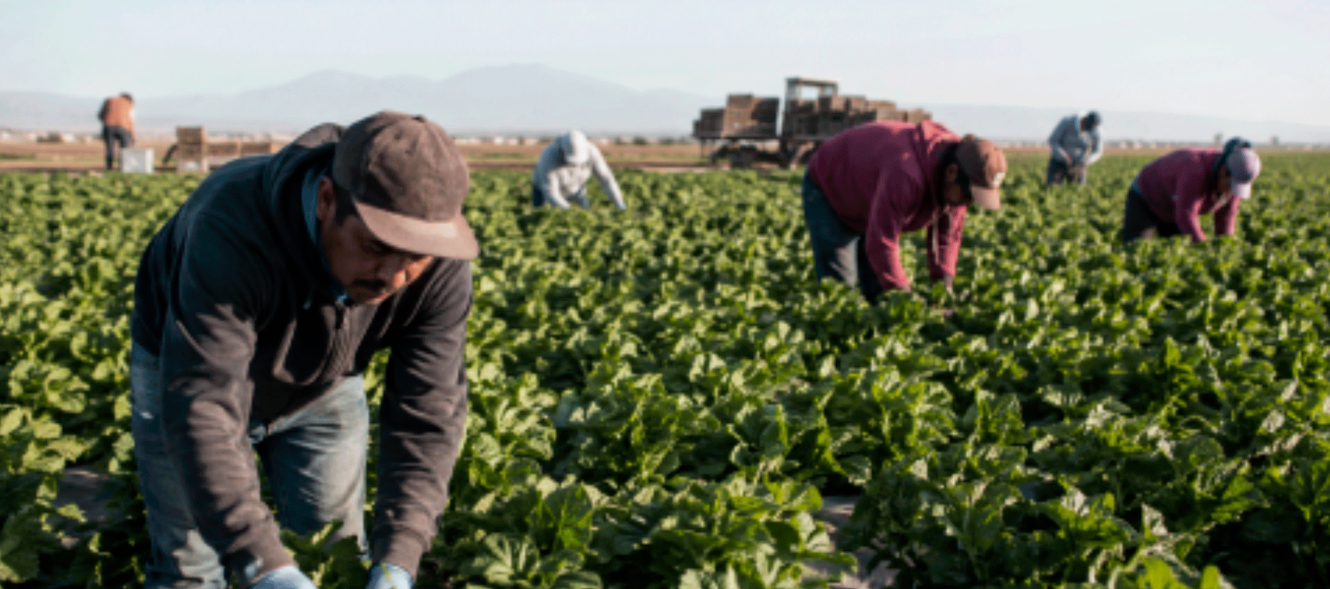 Fondo Sector Agrícola